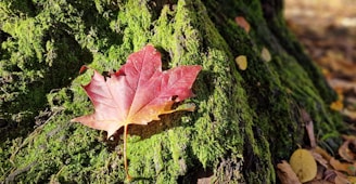 A vibrant Canadian maple leaf resting on a mossy rock in a lush forest clearing, bathed in soft morning light.