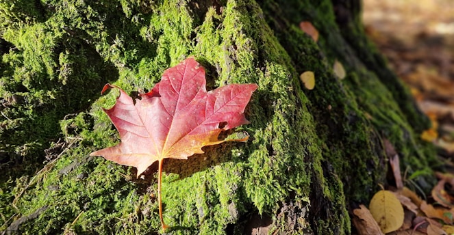 A vibrant Canadian maple leaf resting on a mossy rock in a lush forest clearing, bathed in soft morning light.