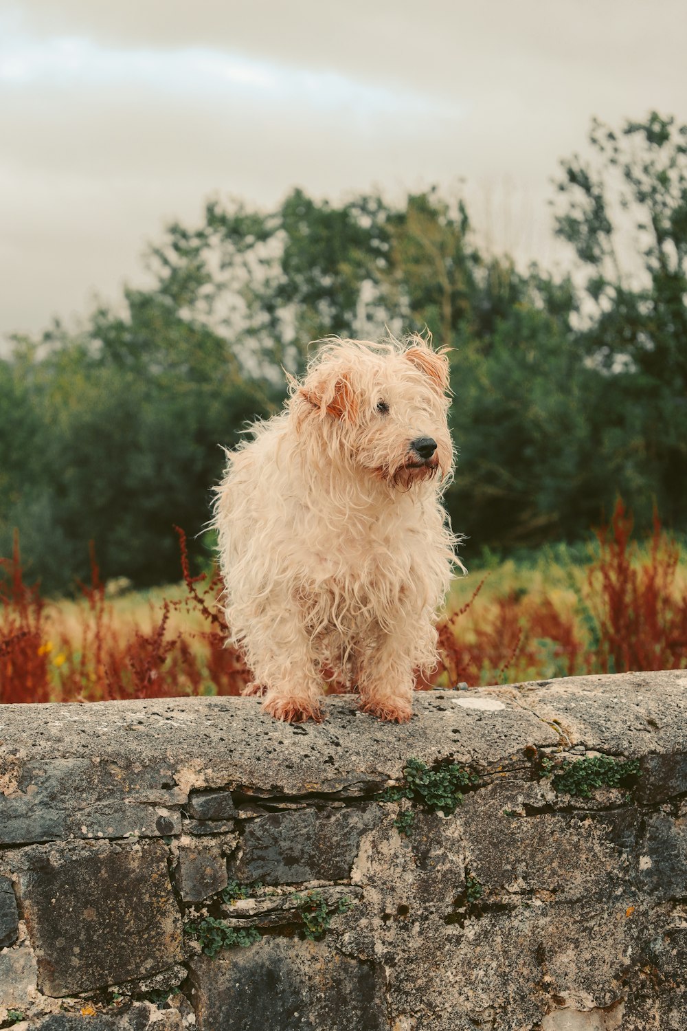 a small dog standing on top of a stone wall
