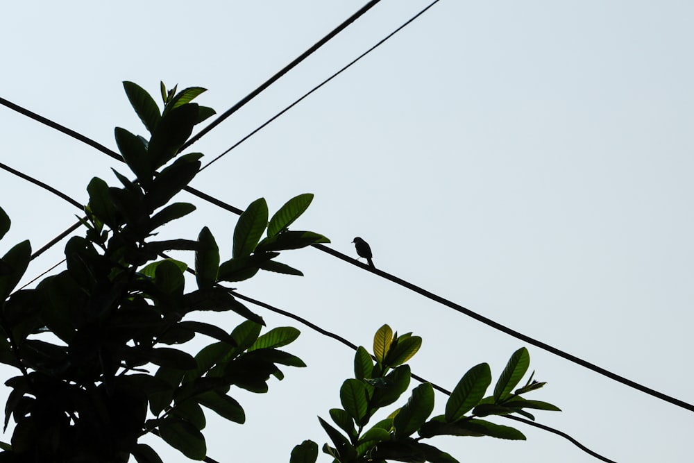 a bird is sitting on a tree branch