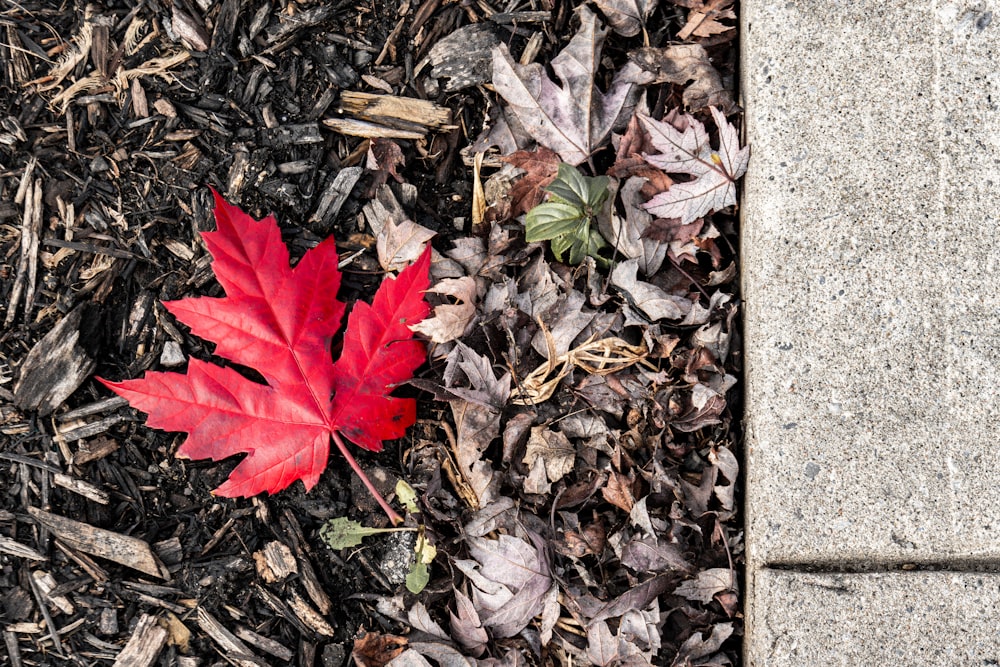 a single red leaf laying on the ground