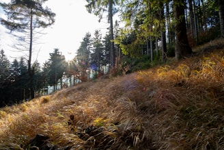 Sunlight filtering through tall trees on a gently sloping terrain, showcasing natural topography.