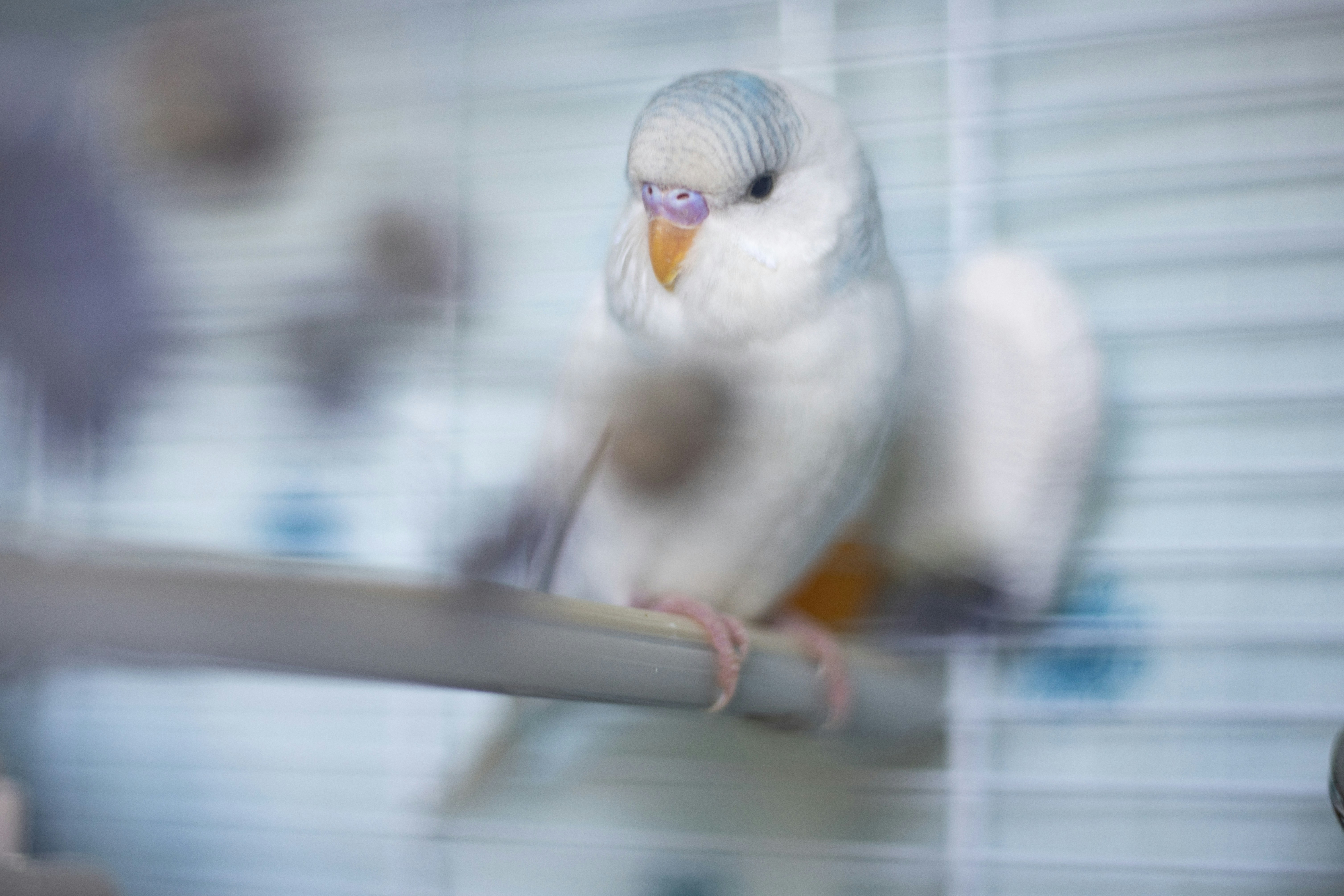 How to Clean a Bird Cage Safely: Complete 2026 Guide