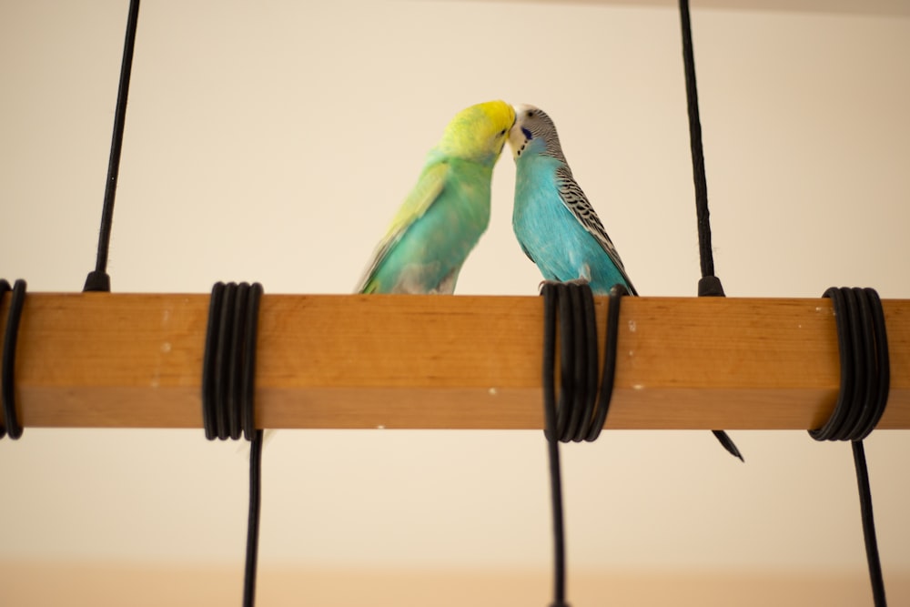 a couple of birds that are standing on a rail