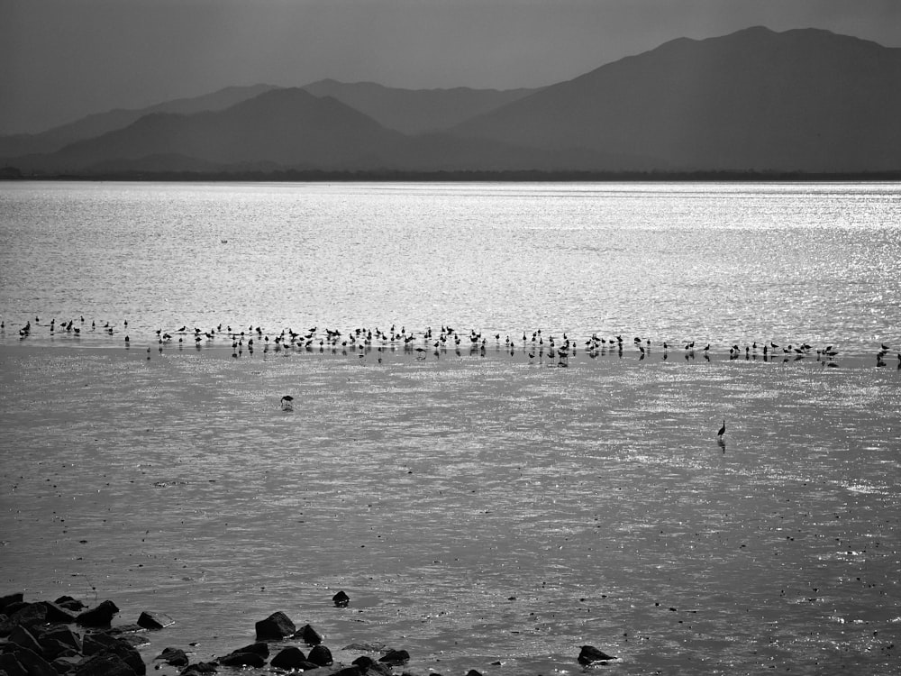 a flock of birds standing on top of a large body of water