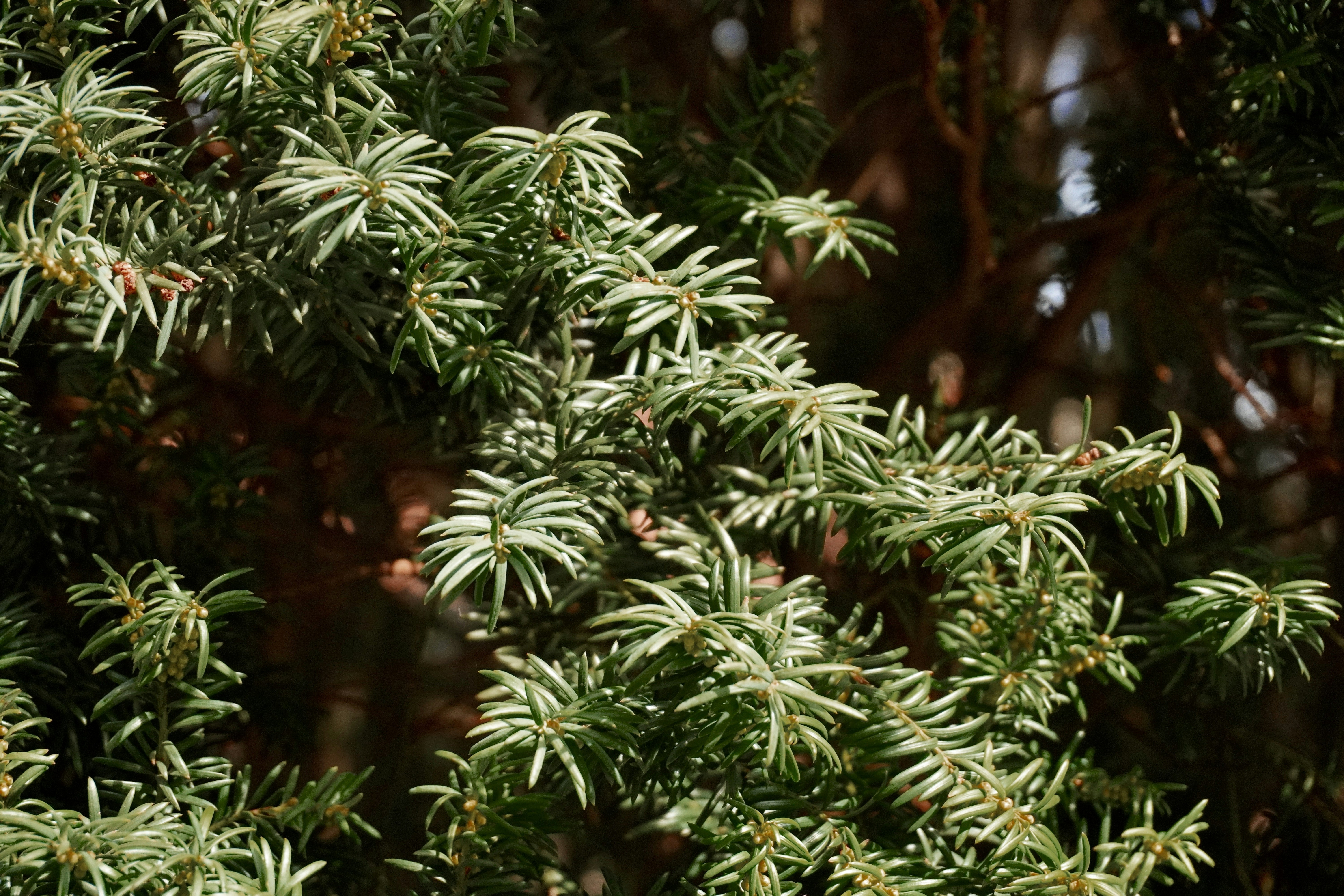 A close up of a tree with lots of green leaves