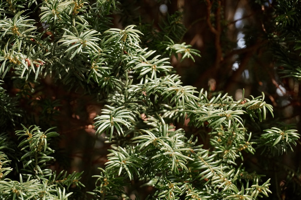 a close up of a tree with lots of green leaves