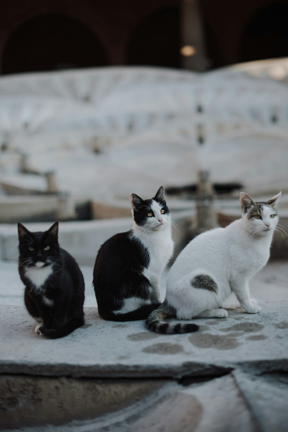 a group of cats sitting on top of a cement slab