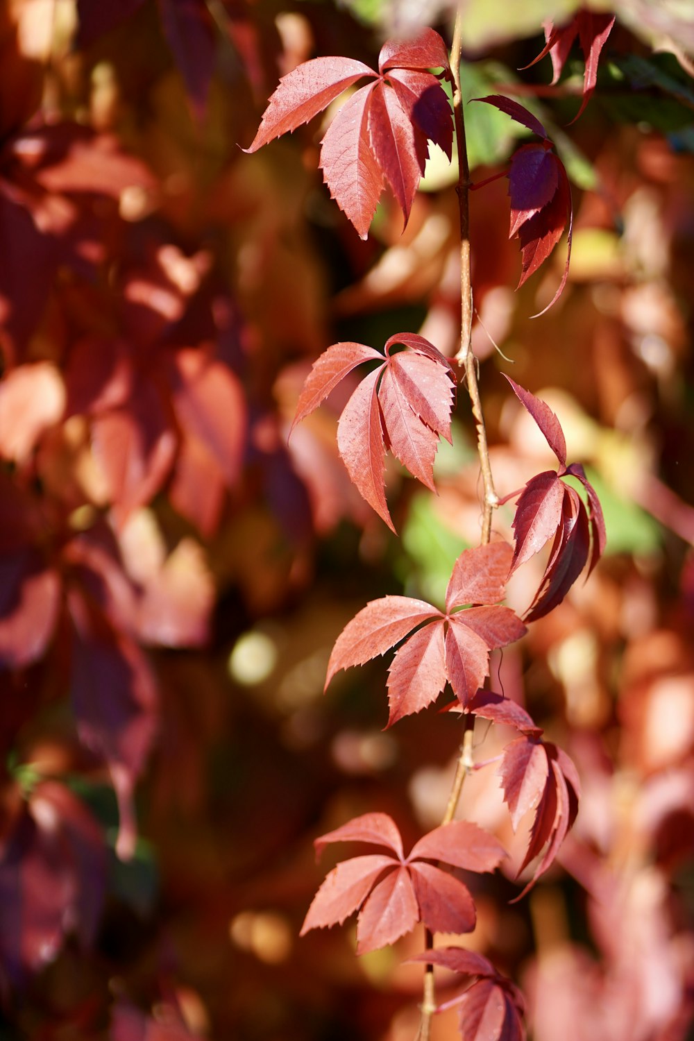 a close up of a tree with red leaves