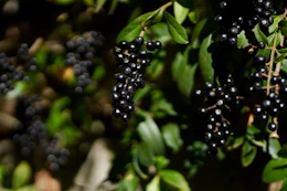 a bunch of black berries hanging from a tree