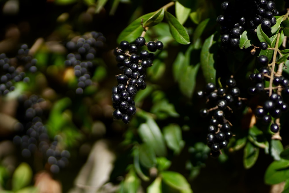 a bunch of black berries hanging from a tree