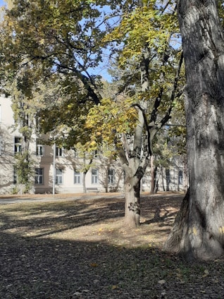 A serene outdoor setting with a small group engaged in a creative art therapy session surrounded by trees and natural light.