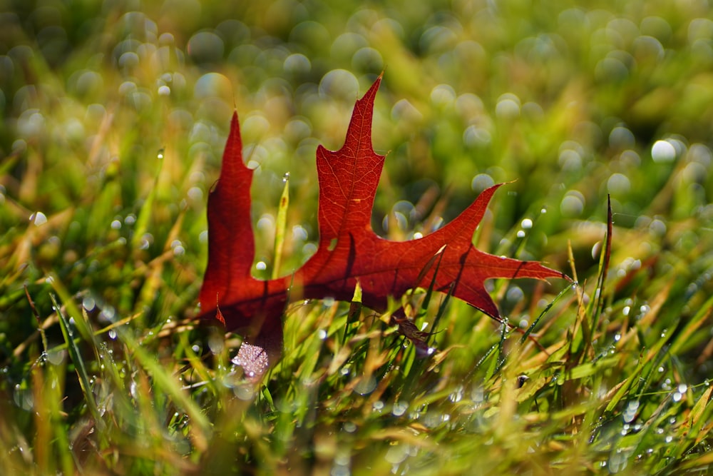 a red leaf laying on top of a lush green field
