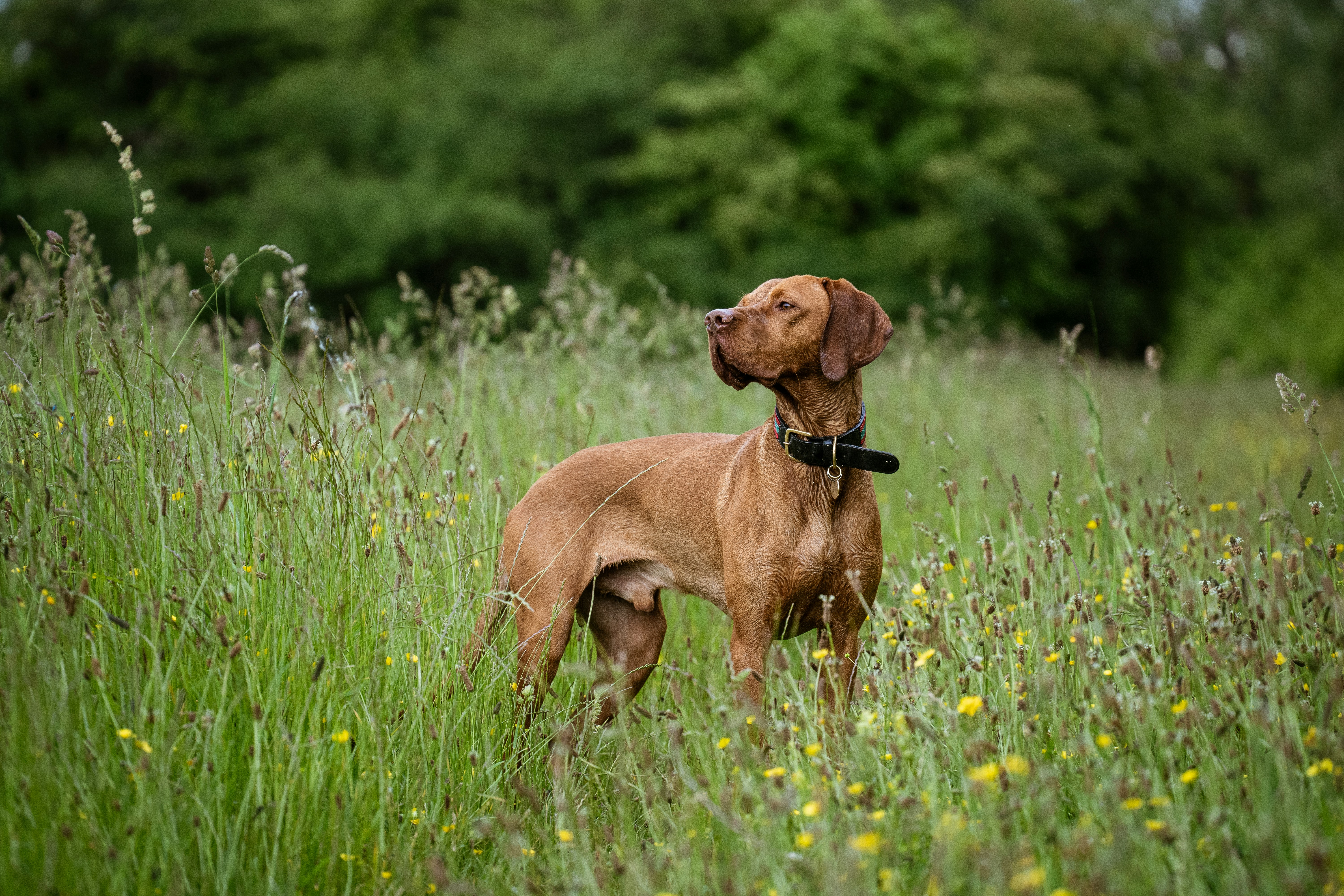 a dog standing in a field of tall grass