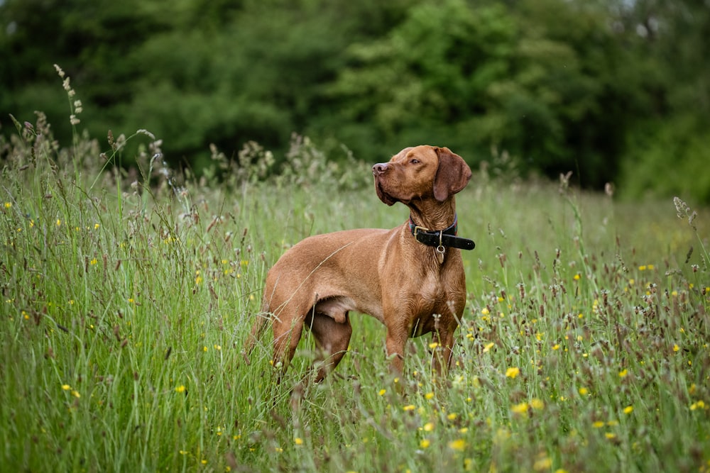 a dog standing in a field of tall grass