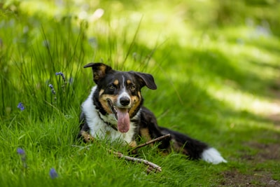 A happy dog stretching contentedly after a naturopathy treatment outdoors with green plants around.
