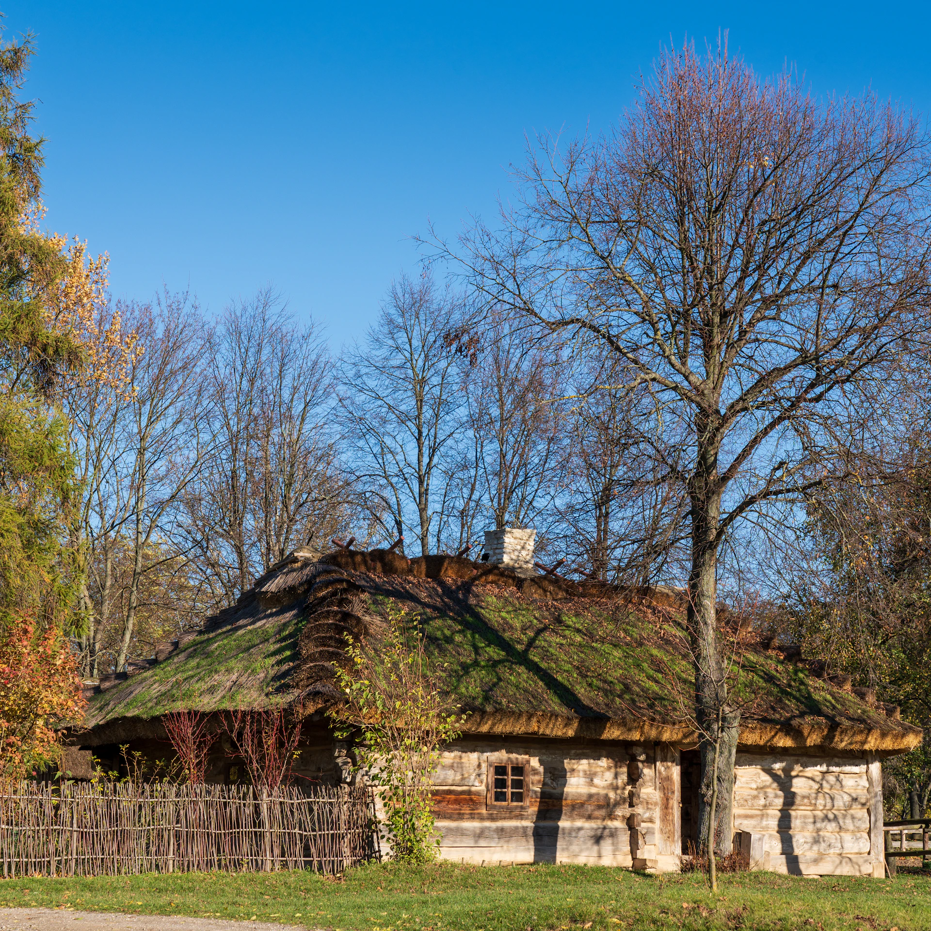 A rustic thatched-roof cottage surrounded by leafless trees, positioned in a rural setting under a clear blue sky. The house is made of wood and features a neat stick fence and a small window. Autumn leaves are scattered on the ground, adding to the serene, countryside atmosphere.
