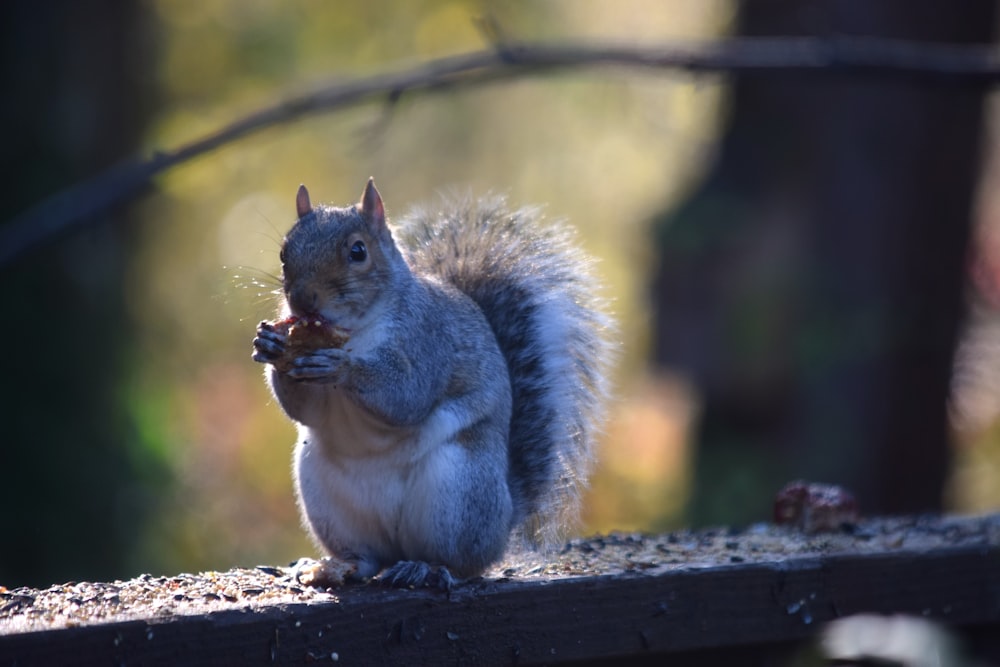 a squirrel is eating a piece of food