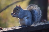 Gray squirrel
