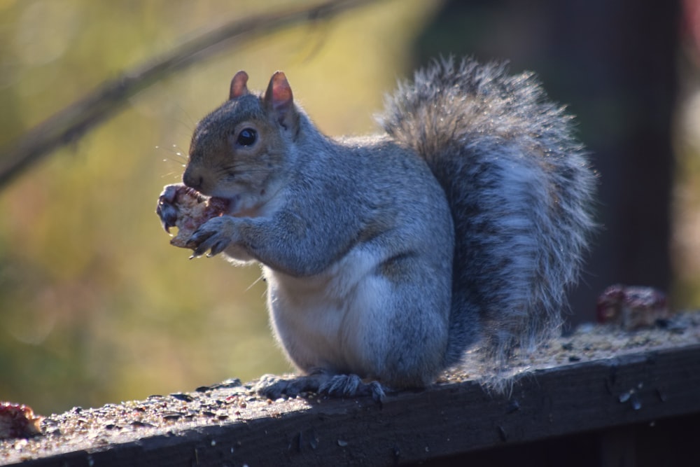 a squirrel is eating a piece of food