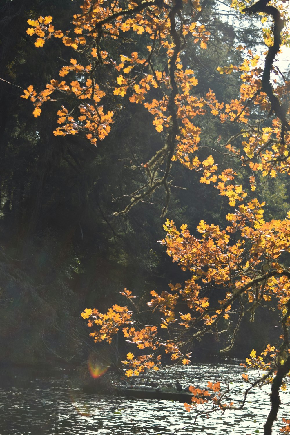 the sun shines through the trees over the water