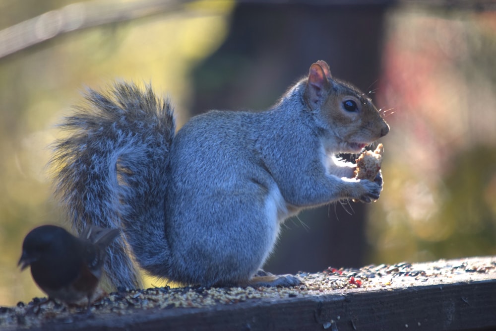 a squirrel eating a nut on top of a wooden bench