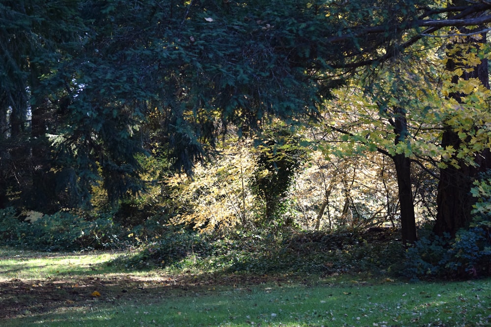 a bench in the middle of a wooded area