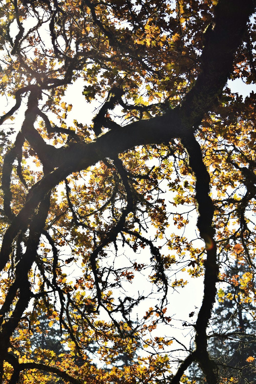 El sol brilla a través de las ramas de un árbol