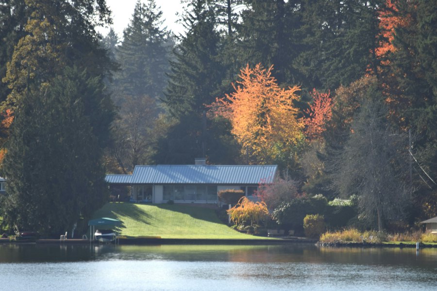 Low midcentury home on a lakefront lawn running down to a private dock, Douglas firs and a blazing autumn maple