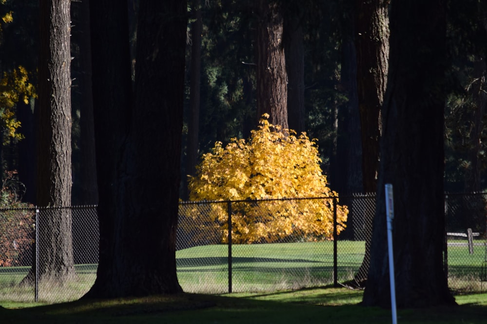 uma árvore amarela no meio de um parque