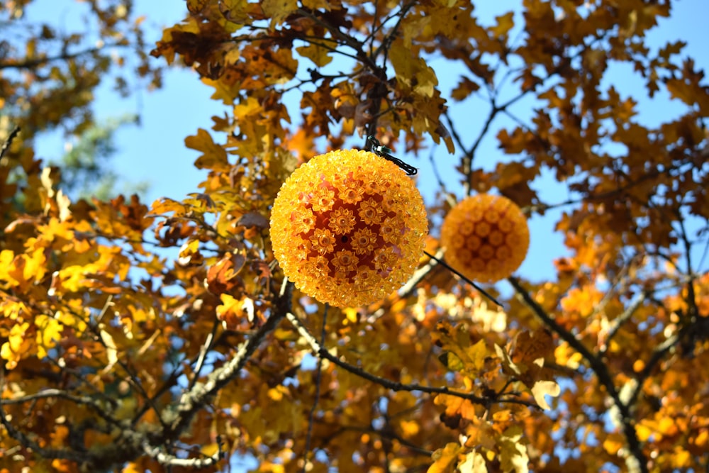 two yellow flowers are hanging from a tree