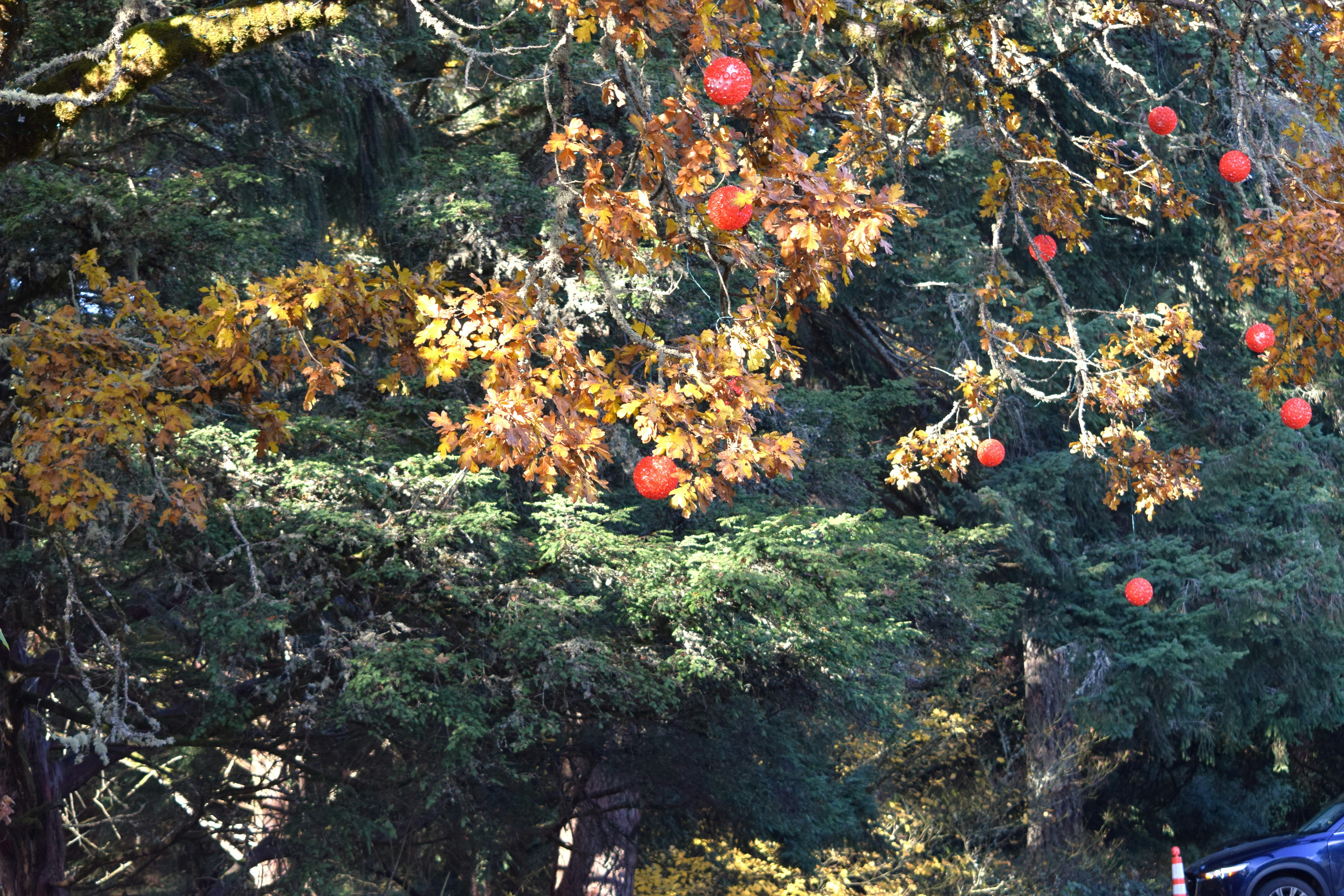 a blue car driving down a road next to a forest