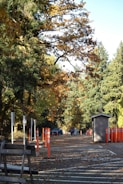 A paved pathway lined with orange traffic cones and parking signs leads through a park-like setting with tall, lush green trees. Some trees have orange decorations or fruit hanging from their branches. A small guardhouse or utility shed is positioned on the right side of the path. People can be seen walking further down the path near a parked car. The ground is sprinkled with fallen leaves.