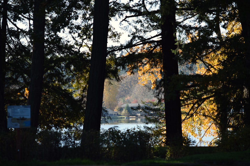 a body of water surrounded by lots of trees