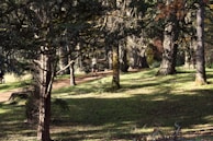 A peaceful outdoor scene with a person walking along a quiet path, symbolizing personal journey and growth.