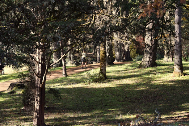 A peaceful outdoor scene with a person walking on a forest path during golden hour.