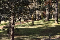 A peaceful forest path winds through tall trees with dappled sunlight casting shadows on the ground. A person can be seen in the distance, walking along the path, surrounded by lush greenery.