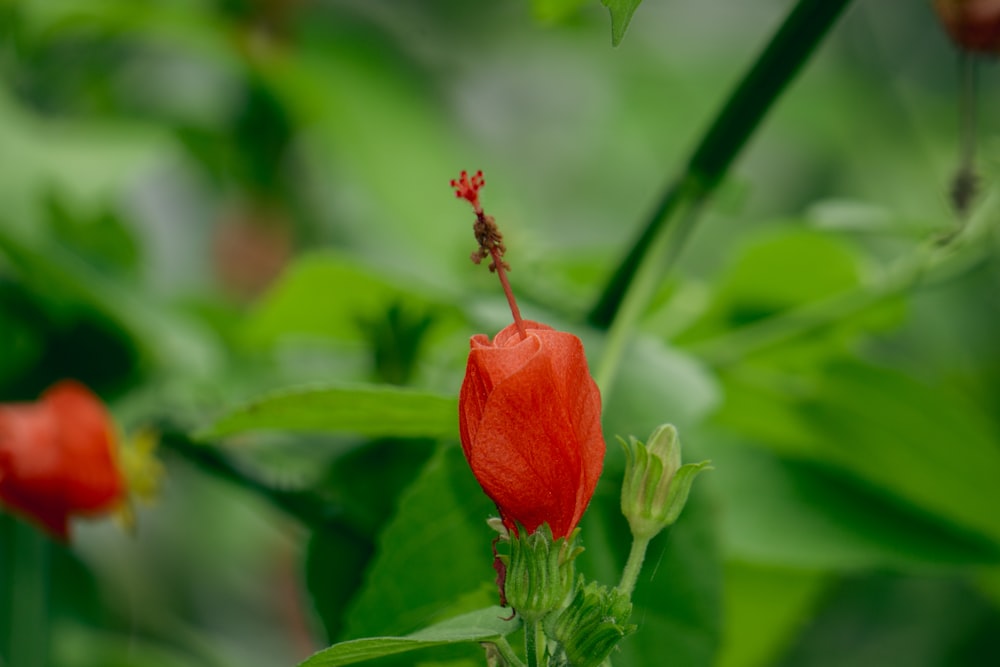 eine rote Blume mit grünen Blättern im Hintergrund