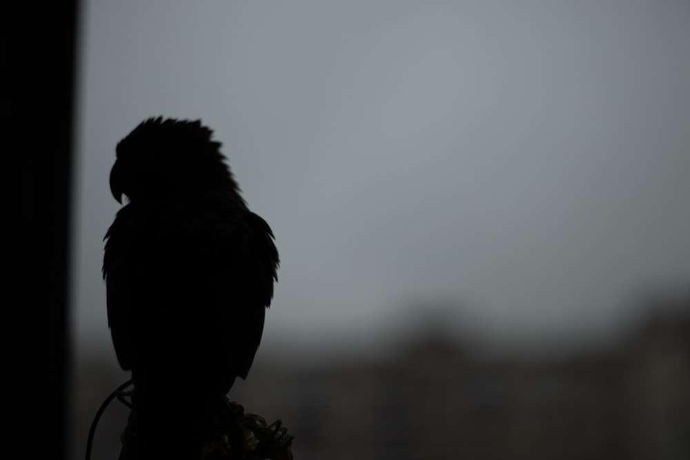 a black bird sitting on top of a window sill