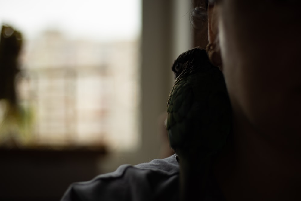 a green bird perched on the back of a person's shoulder