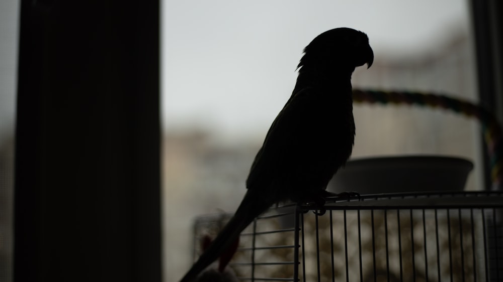 a black bird sitting on top of a cage
