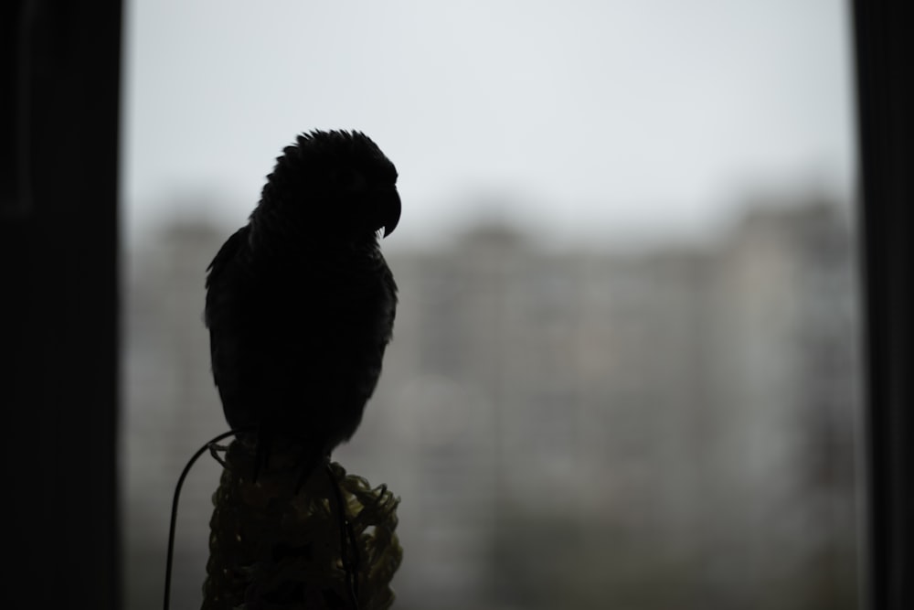 a black bird sitting on top of a window sill