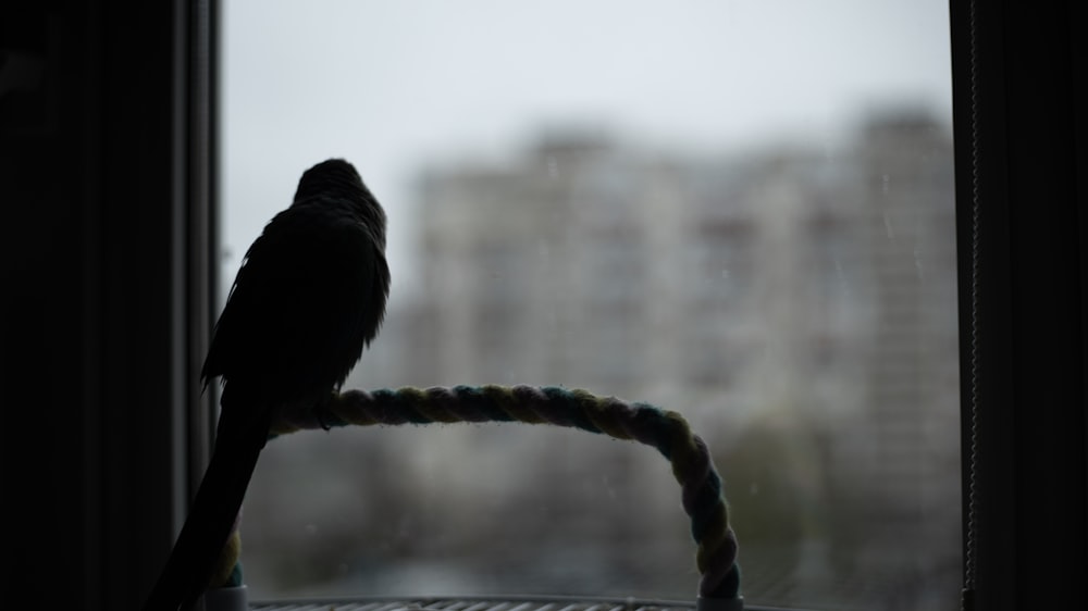 a bird sitting on top of a window sill
