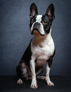 a small black and white dog sitting on a black surface
