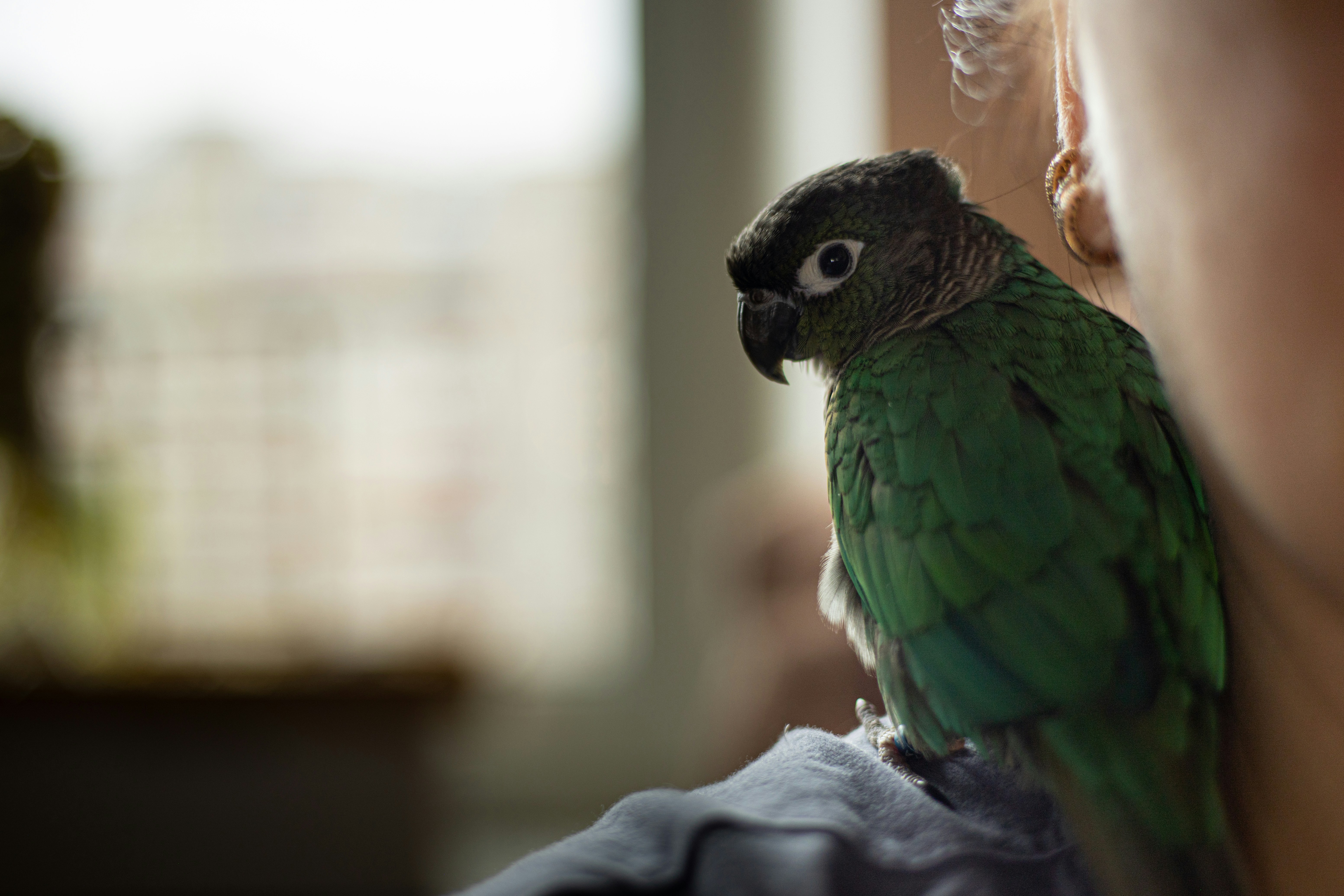 a close up of a bird on a person's shoulder