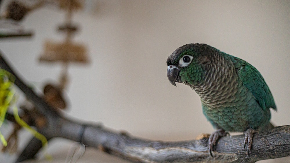 a green bird perched on a branch of a tree