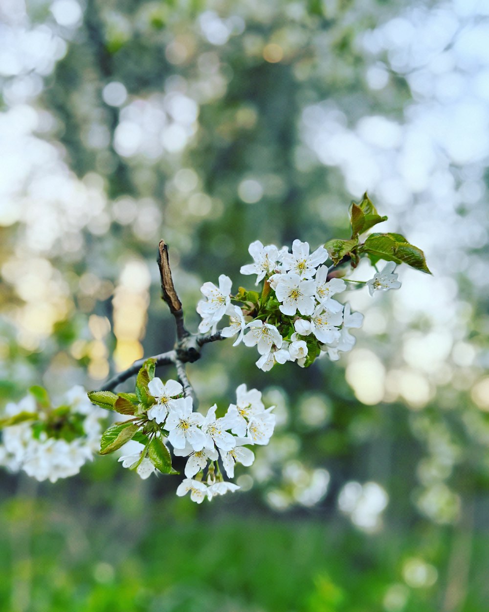 a branch of a tree with white flowers