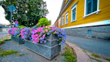 Volunteers planting flowers along the main street to brighten the community.