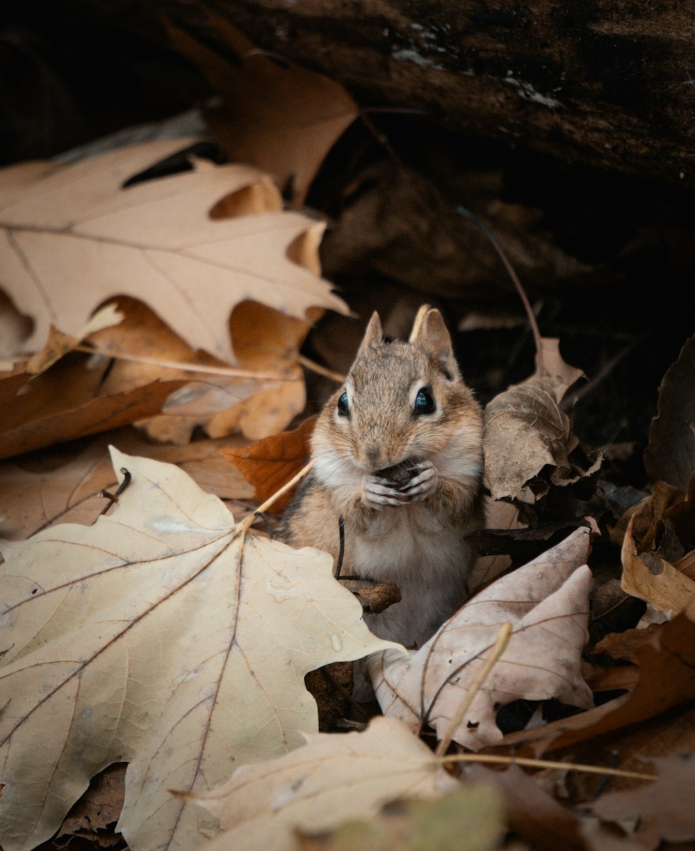 a squirrel sitting in the leaves of a tree