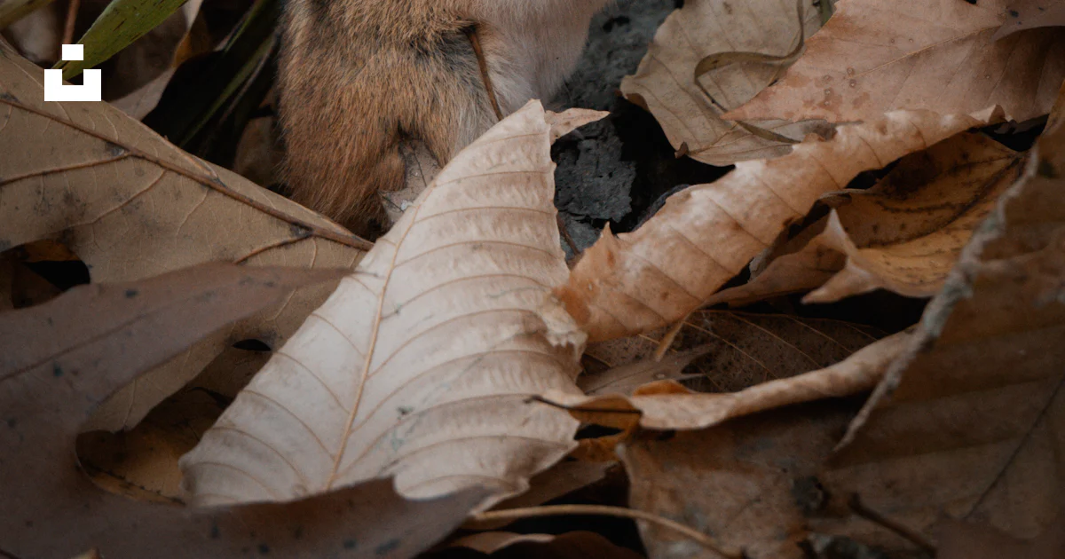 A chipper chipper sitting on the ground surrounded by leaves photo ...